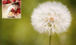 蒲公英土豆在线观看,在线观看，感受田园诗意